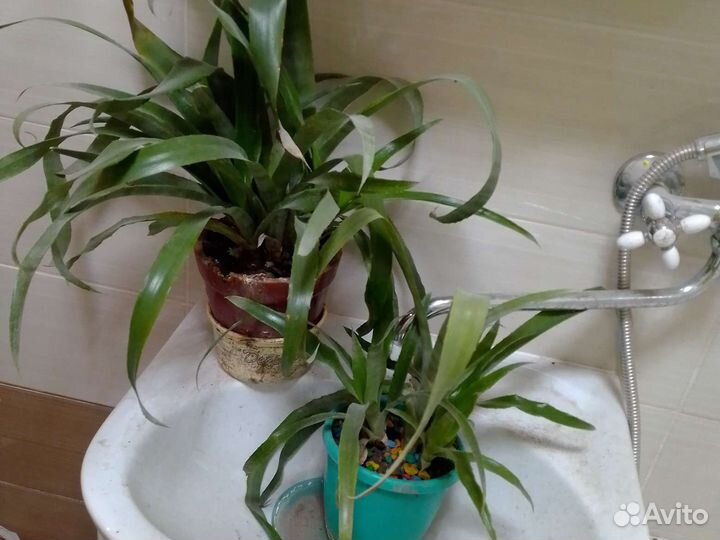 Бильбергия