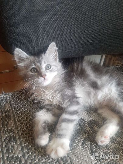 Пушистый котенок в добрые руки