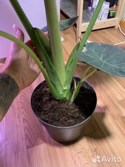 Алоказия Регал Шилдс