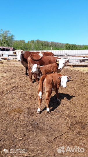 Корова с теленком
