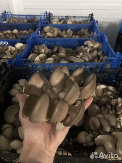 Вешенка свежая