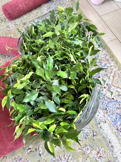 Бенджамина черенок