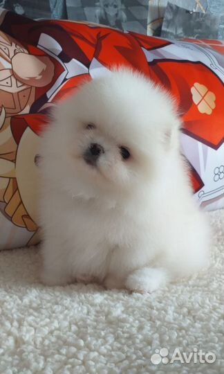 Шпиц мальчик