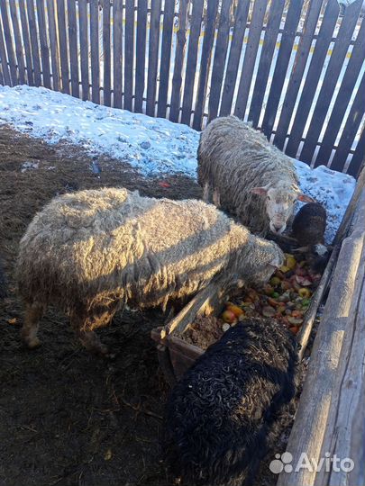 Бараны овцы ягнята