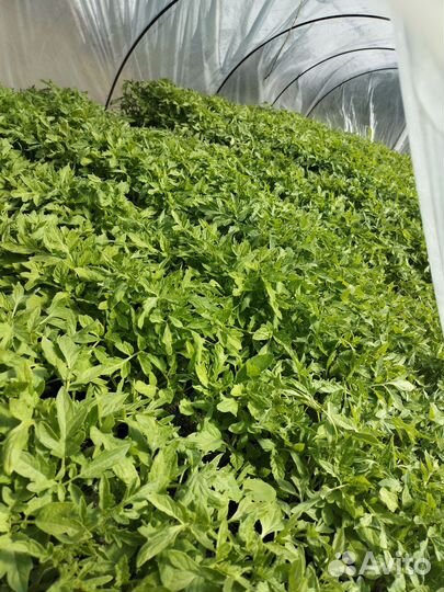 Рассада помидор