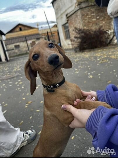 Найдена собака такса