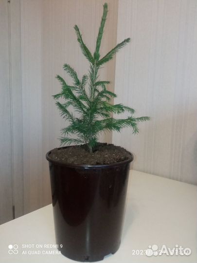 Ель сибирская