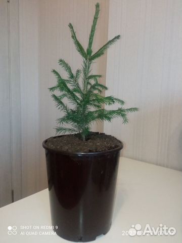 Ель сибирская