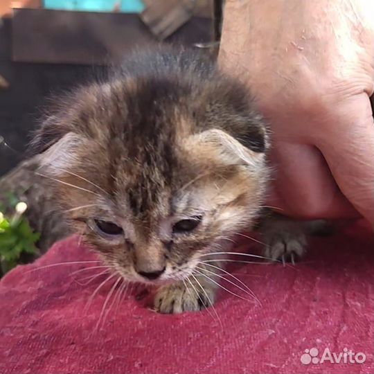 Котята девочки