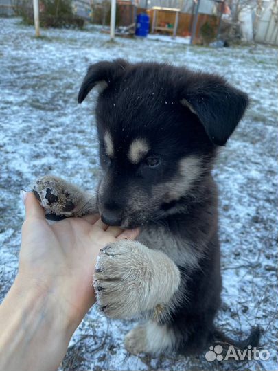 Отдам щенят бесплатно в добрые руки