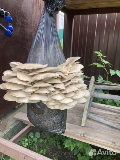 Пелеты из лузги подсолнечника