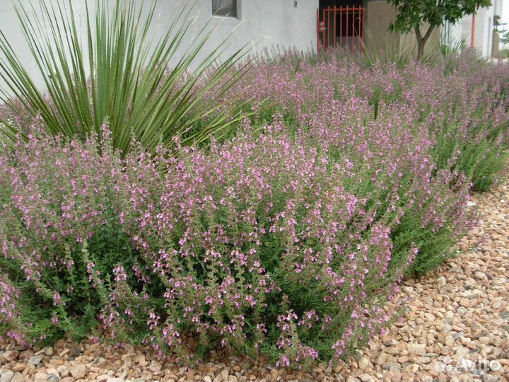 Дубровник, многолетник