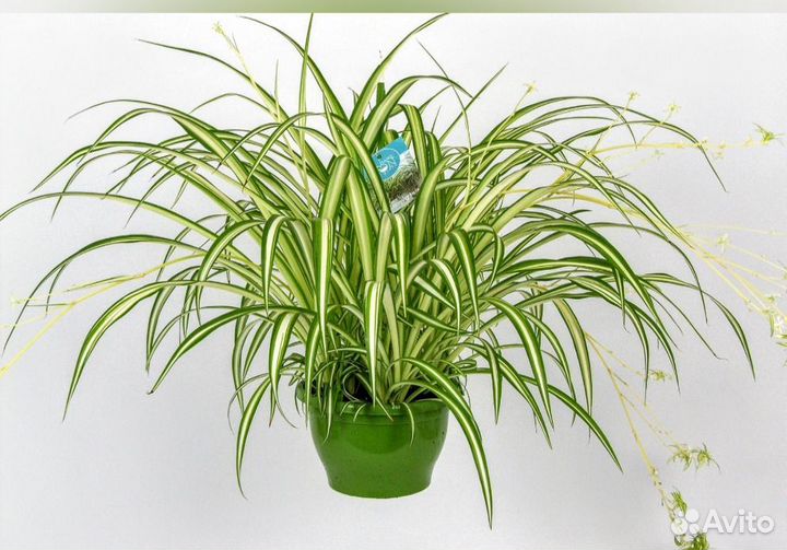 Хлорофитум