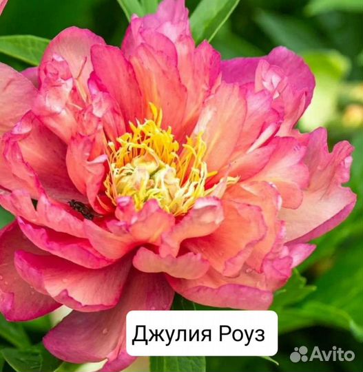 Пионы ито 4 сорта