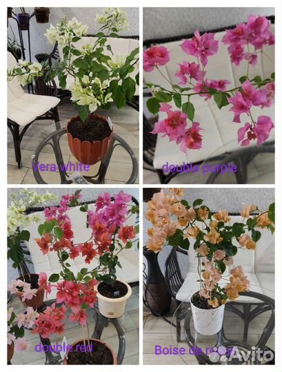 Бугенвиллии 74 сорта