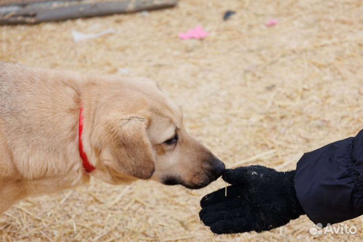 Собака добрая Берточка лапоушка