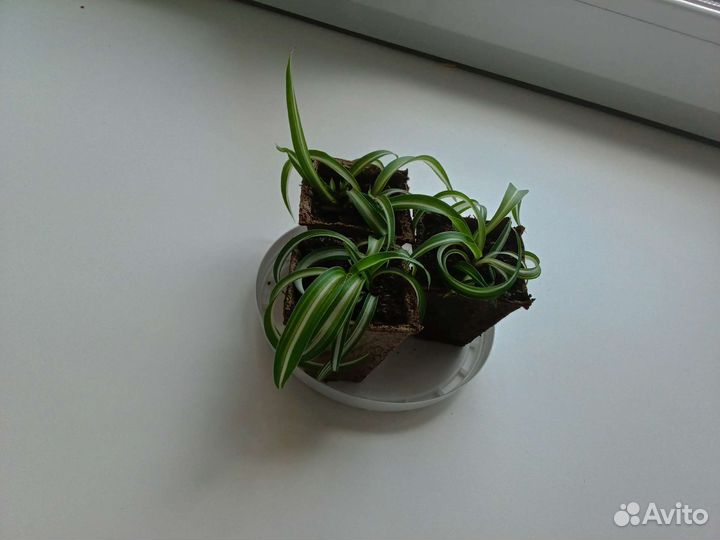 Цветок Хлорофитум кудрявый