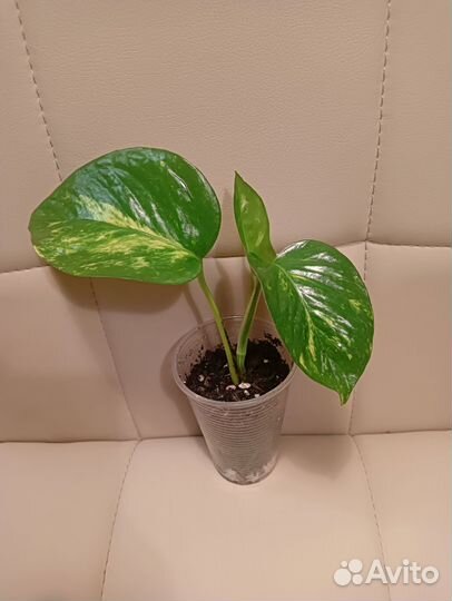 Комнатные цветы(сингониум, эписция, бугенвиллия)