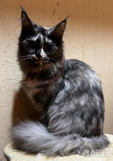Котята мейн-кун