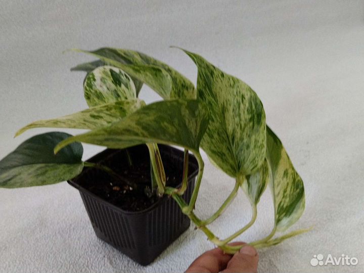 Сциндапсусы трех видов