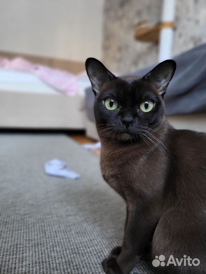 Котята европейской бурмы