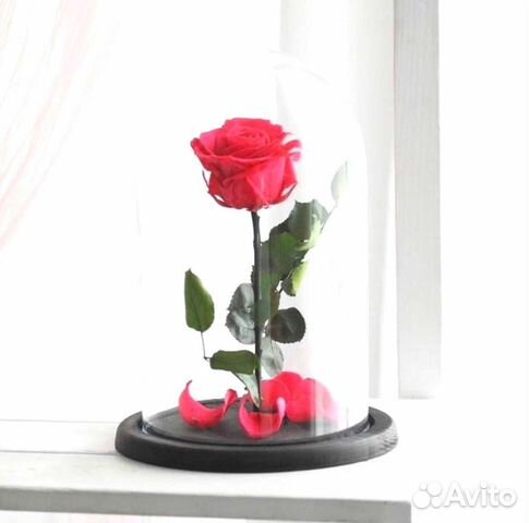 Роза в колбе. Новая