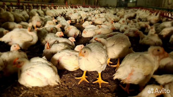 Цыплята бройлеры росс 308
