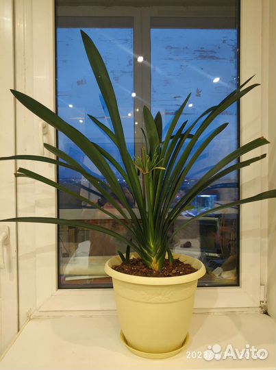 Комнатные цветы кливия