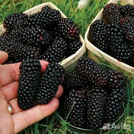 Жимолость облепиха ежевика крыжовник