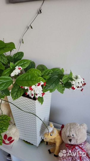 Бегония, фикус, клеродендрум Томпсона, орхидея