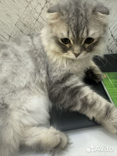 Шотландская вислоухая кошка бесплатно