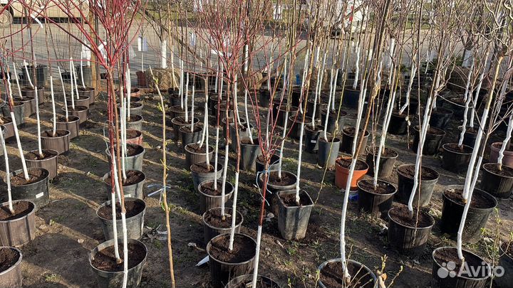 Саженцы яблоня китайка Мандарин