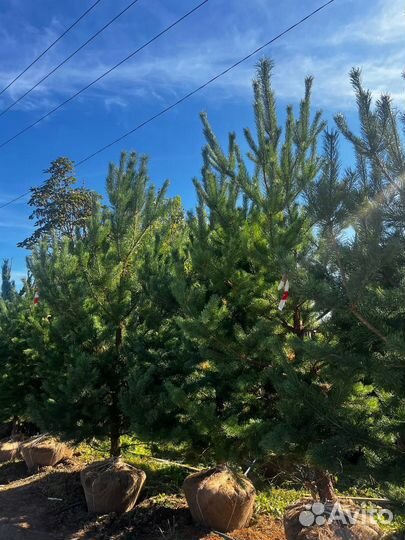 Сосна 2,5 метра