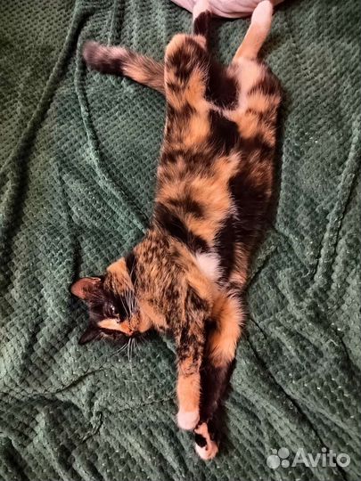 Отдам в добрые руки кошку,паспорт прививки имеются