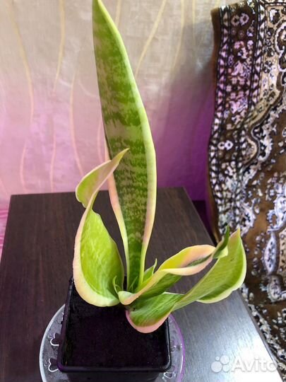 Комнатные цветы