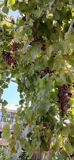 Комната 14 м² в 1-к., 2/2 эт.