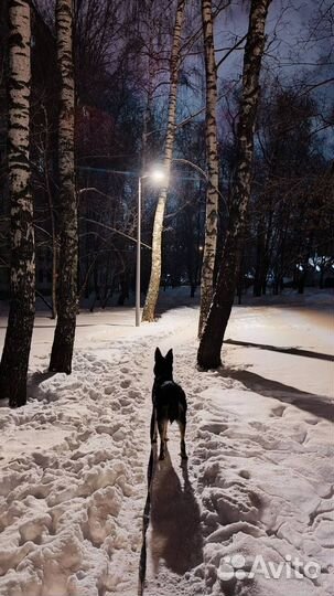 Собака в добрые руки