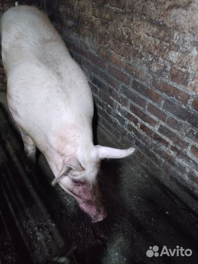 Хряк порода ландрас