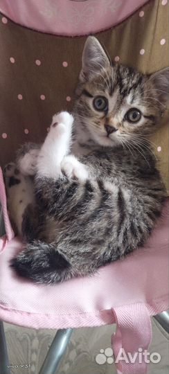 Курильский бобтейл