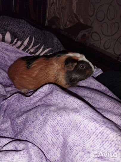 Морская свинка девочка вязка