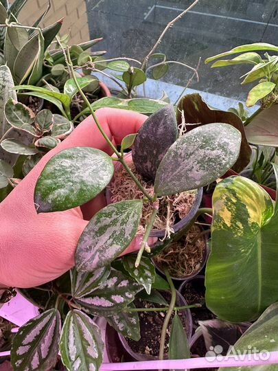 Хойя, hoya 1 часть