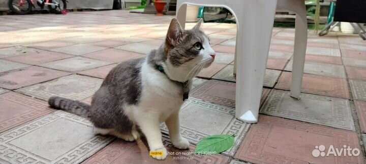 Отдаю в добрые руки кота