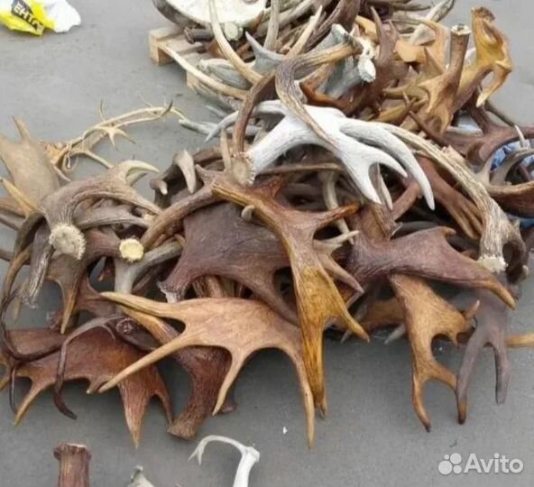 Рога оленя и Лося