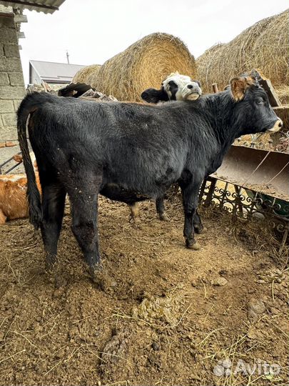 Телочки и бычки