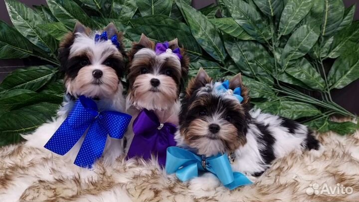 Невероятно красивые щенки Бивер