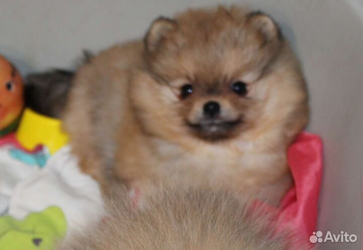 Померанский шпиц