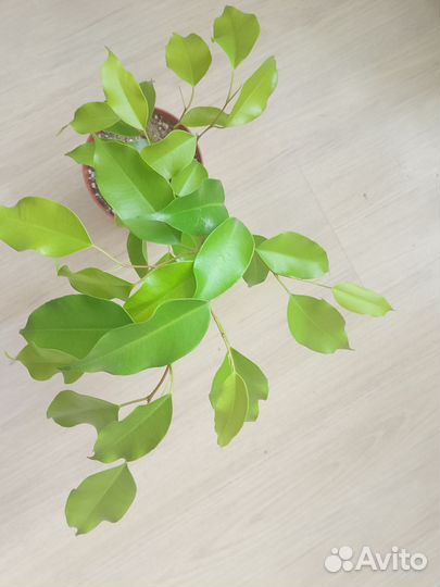 Фикус елоу голд вариегатный