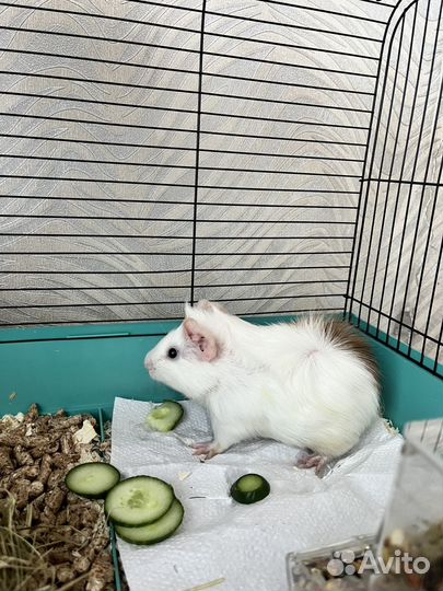 Морская свинка с клеткой