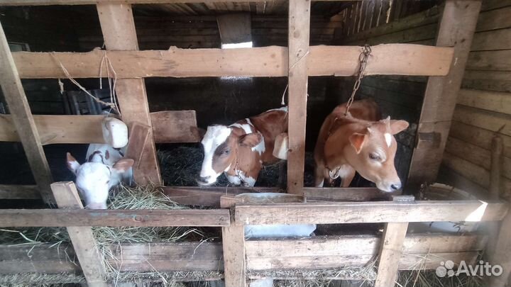 Быки и телята