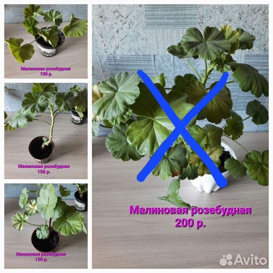 Пеларгония герань сортовая